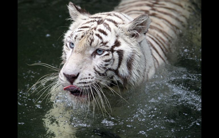 Trece gobiernos están preparados para llevar a cabo sus compromisos y ser responsables de sus esfuerzos por salvar al tigre. EFE  /
