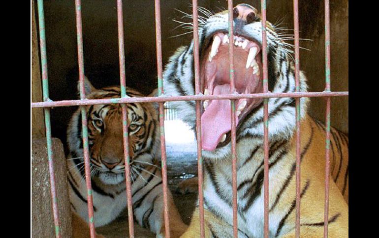 En Asia se considera que la piel del tigre tiene propiedades curativas y afrodisiacas. El Informador  /