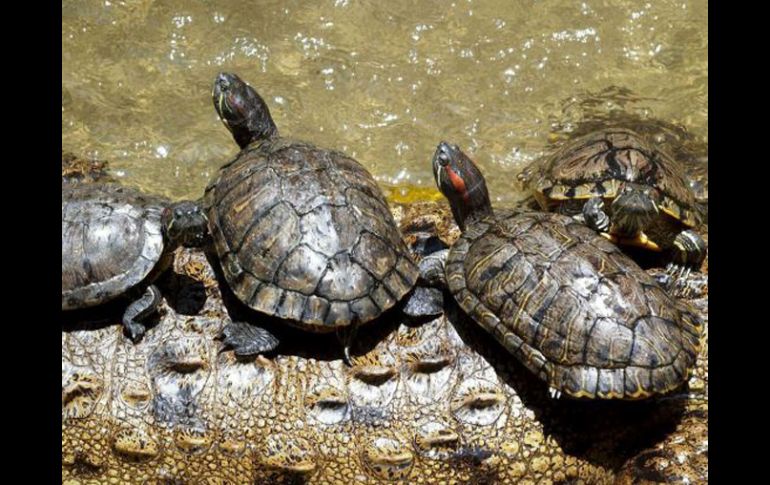 Entre las 415 tortugas rescatadas, existen tres tipos de: 400 'sokake', 11 'araña' y 4 'angononoka'. ARCHIVO  /