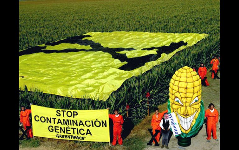 Activistas de Greenpeace se manisfietan en campos de cultivo de alimentos trasgénicos. EFE  /