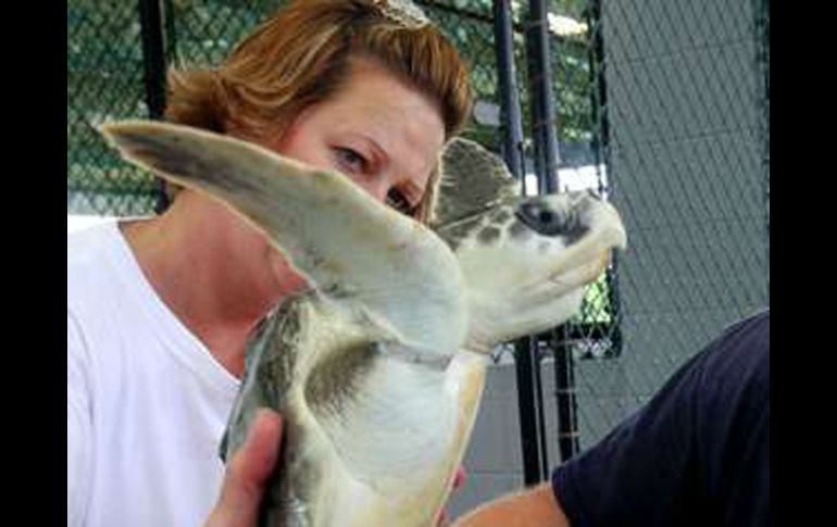 Las tortugas estaban en un mal estado de salud y tenían conchas y algas pegadas al caparazón y otras partes del cuerpo. AP  /