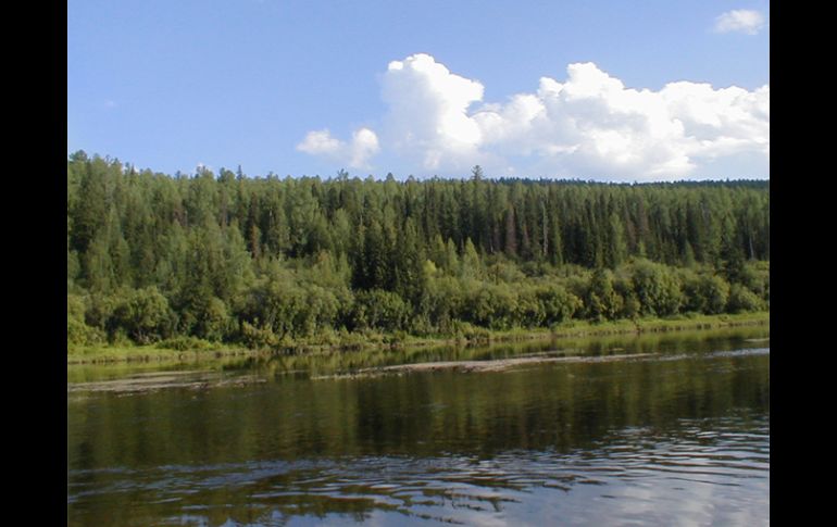 Taiga se les llama a los bosques boreales rusos. ESPECIAL  /