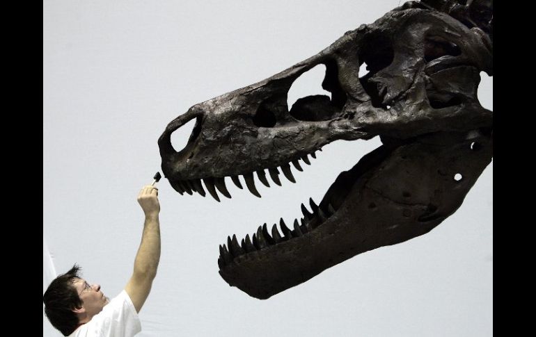 El gran tamaño del T-Rex y su postura erguida habrían sido útiles para hallar cadáveres de animales y para localizar presas vivas. AFP  /