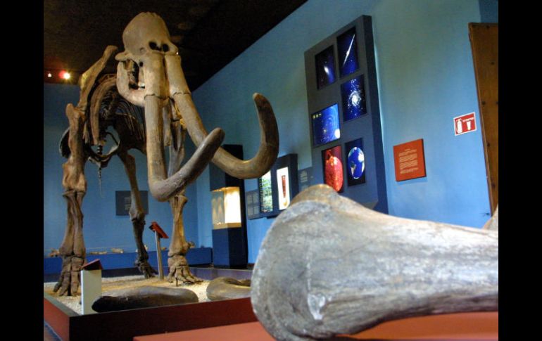 El esqueleto de mamut es uno de los principales atractivos del Museo Regional de Guadalajara. ARCHIVO  /