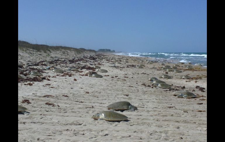 La tortuga lora es la única especie endémica del Golfo de México. ESPECIAL  /