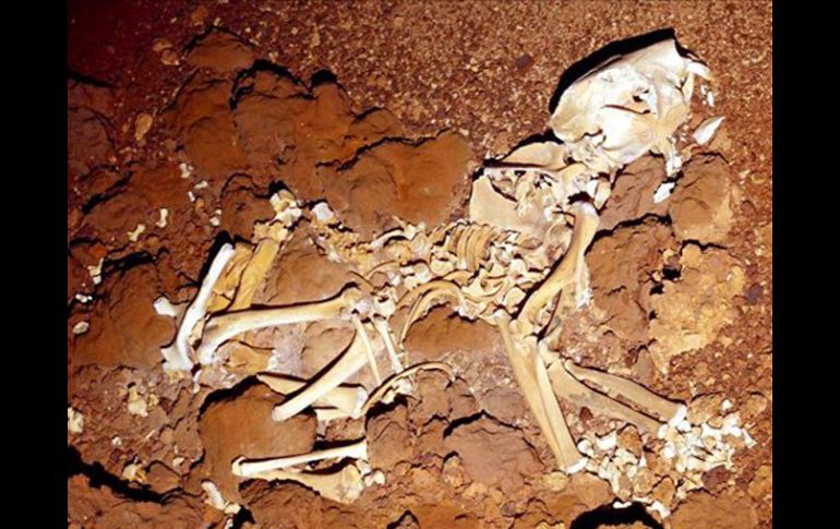 Recientes excavaciones permitieron desenterrar y comenzar a investigar restos óseos de animales con 29 mil años de antigüedad. EFE  /