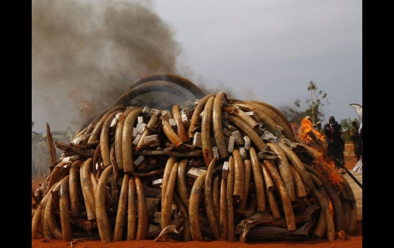 Las toneladas de colmillos fueron quemados en el Parque Nacional de Tsavo, al oeste de Kenia. EFE  /