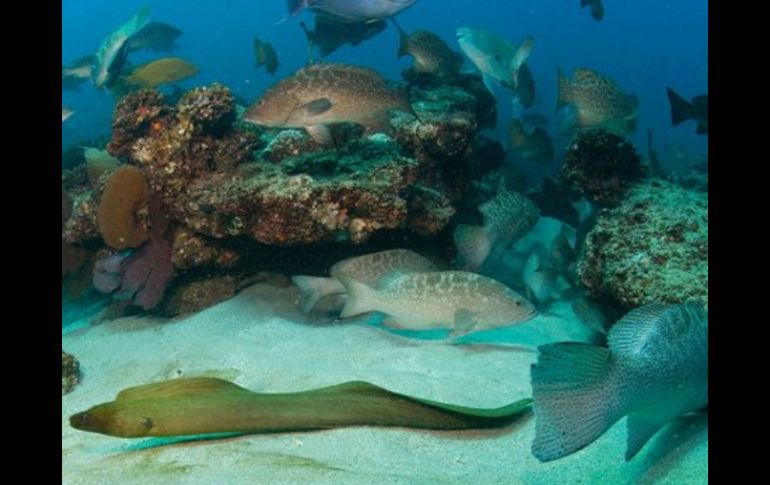 Cabo Pulmo acoge a 226 de las 875 especies de peces; fue declarado en 1995 área natural protegida por las autoridades. ESPECIAL  /