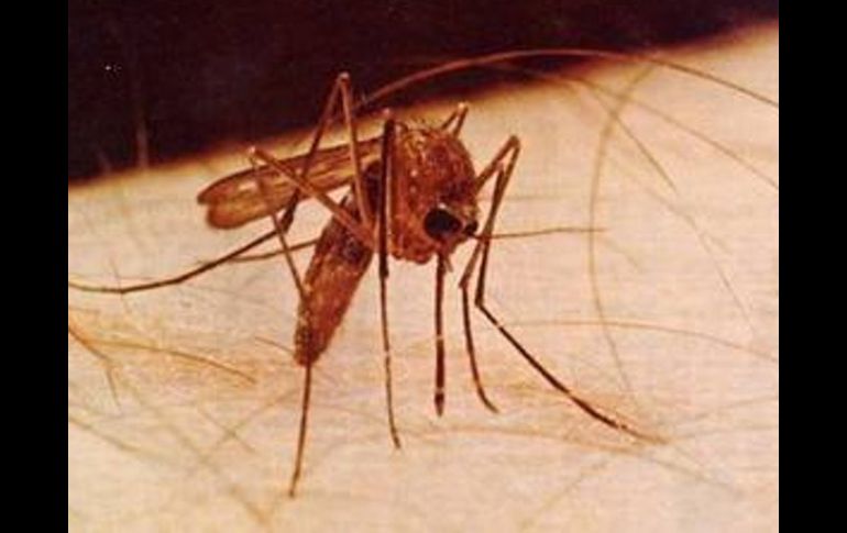 Las quejas de otros residentes hicieron que las autoridades encargaran la investigación sobre los mosquitos. ESPECIAL  /