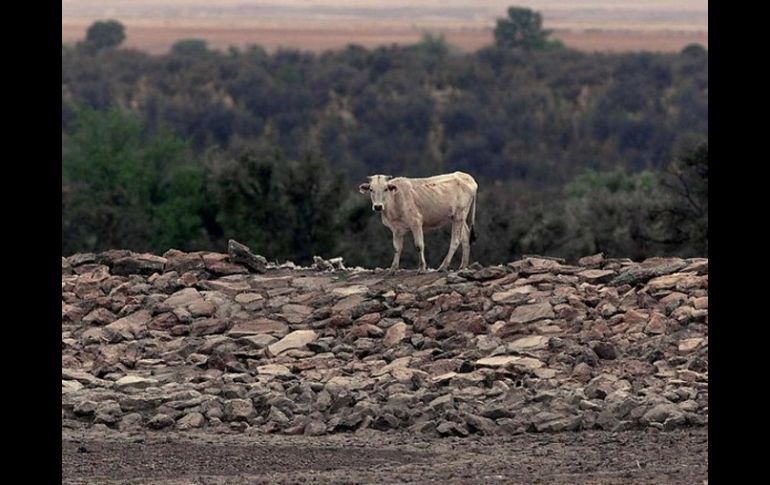 En general, México atraviesa una de las peores sequías desde 1941.  /