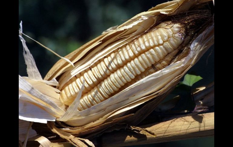 El maíz sin manipulación genética gana terreno frente a los transgénicos en la preferencia mundial. ARCHIVO  /