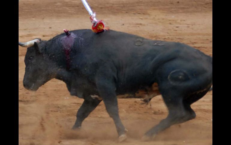 Cueva Sada señaló que cada año en las llamadas fiestas bravas mueren aproximadamente 250 mil toros en el mundo. ARCHIVO  /