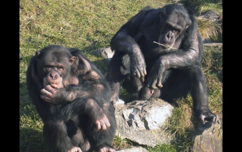 Los chimpancés Digit y Cess, machos dominantes del zoo suizo de Gossau. EFE  /