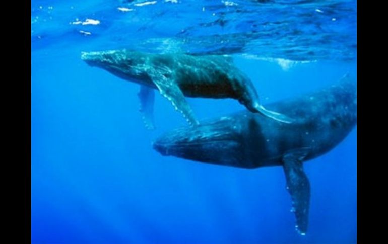 México mantiene una política de preservación de estos santuarios y desarrolla acciones de protección a la ballena. ESPECIAL  /