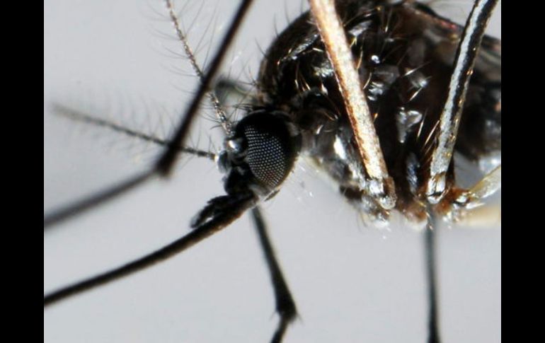 Espécimen del mosquito Aedes Aegypti, trasmisor del dengue. EFE  /