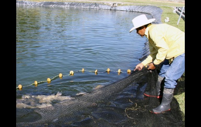 El sitio de la producción de este pez será la presa Cajón de Peñas  en Tomatlán.  /