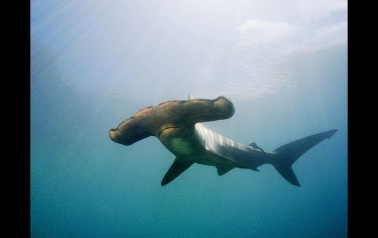 El tiburón martillo sería el primer pez en sumarse a la lista de especies protegidas en Costa Rica. ESPECIAL  /