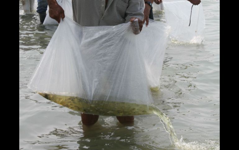 Pescador deposita al embalse las crías de tilapia.  /