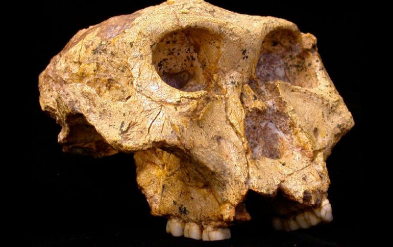 Para llegar a esta conclusión, analizaron sarro dental con dos milloners de años de antigüedad. ARCHIVO  /