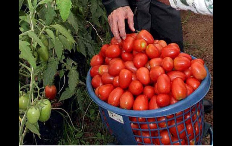Las disputas comerciales entre México y Estados Unidos por comercio de tomate datan de varias décadas. ARCHIVO  /