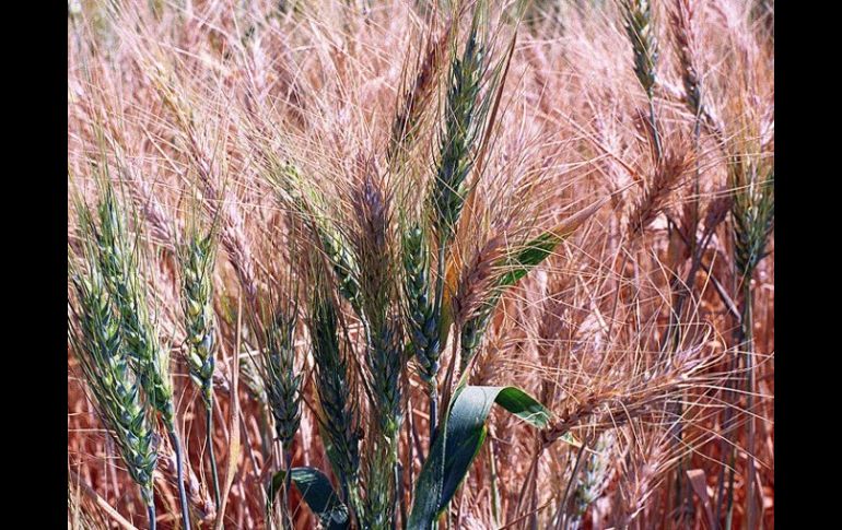 La meta es desarrollar trigo, avena y arroz, que necesitan pocos fertilizantes o ninguno. ARCHIVO  /