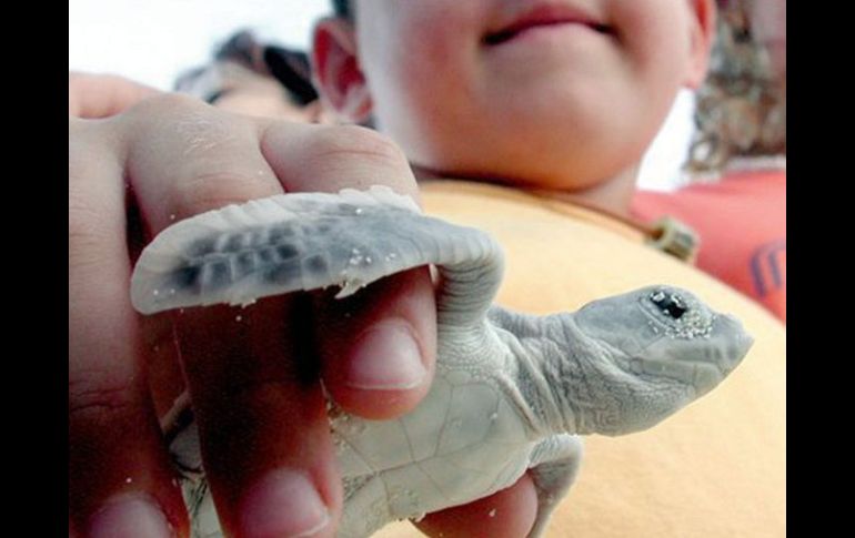 El 50% de todas las anidaciones de tortuga carey se concentran en una reserva de la Biósfera de El Salvador. ARCHIVO  /