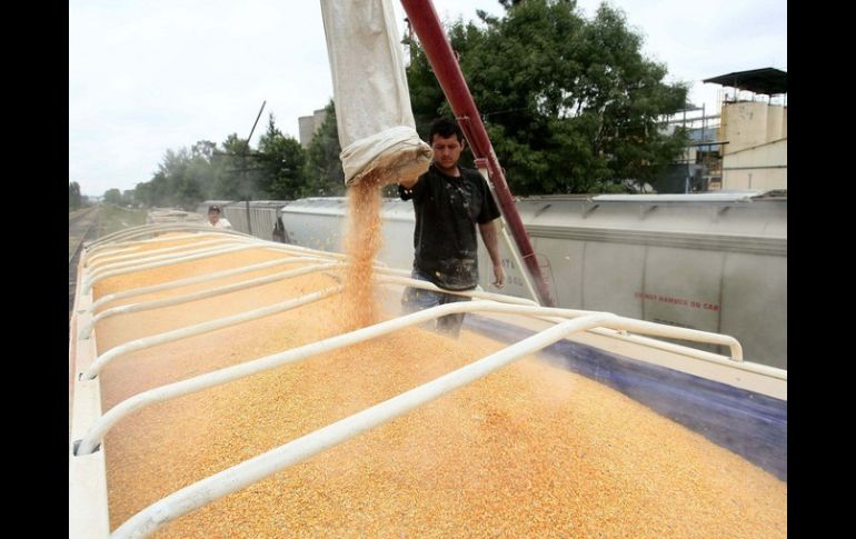 El reciente disparo del precio internacional del maíz ha traído consigo un costo adicional de 30 dólares por cada tonelada. ARCHIVO  /