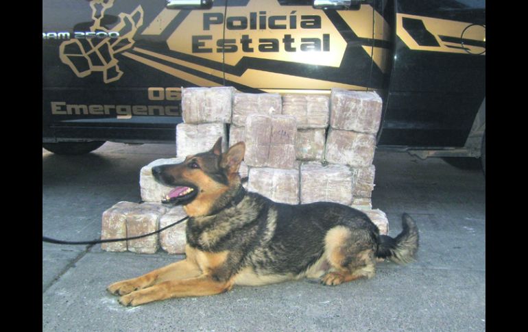 Caído. Back  el can entrenado hoy fallecido que detectaban drogas y explosivos. ESPECIAL  /