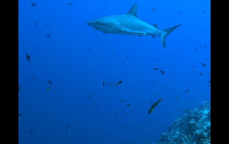 Se identifica hasta 20 tiburones y nueve rayas de la región en situación de vulnerabilidad. ARCHIVO  /