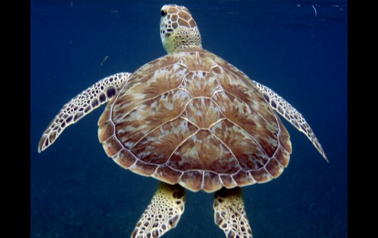 Se calcula que sólo quedan unos 500 ejemplares en aguas tropicales del Pacífico Oriental. ARCHIVO  /