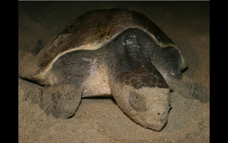 La tortuga carey es una especie en peligro de extinción, en las costas del Pacífico. ARCHIVO  /