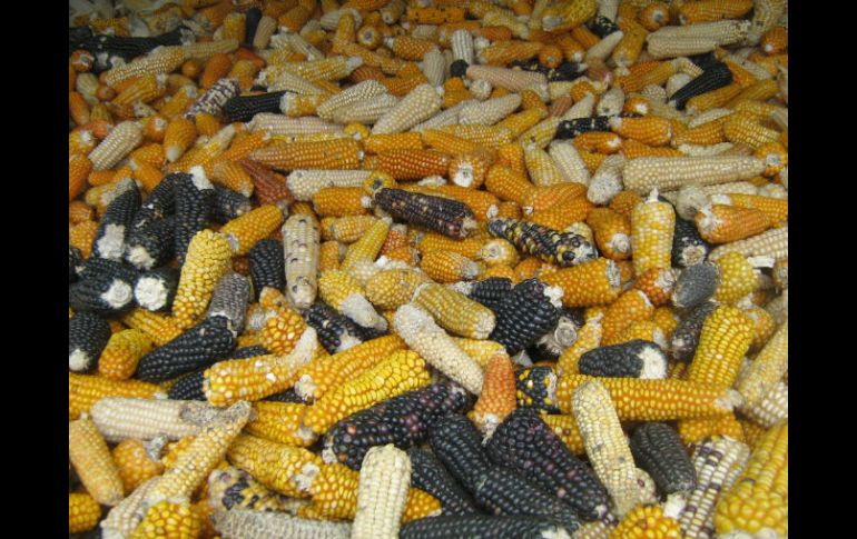 La mayor incidencia de toxicidad en el maíz ocurre en los estados con características climáticas cálidas y húmedas. ID  /