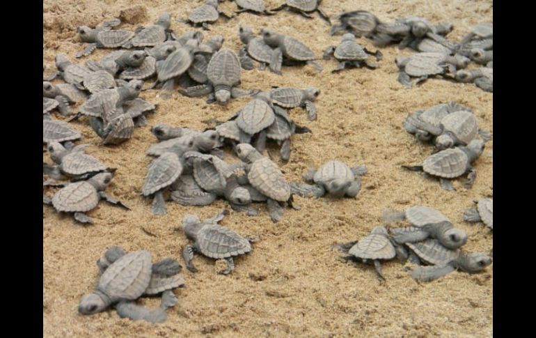 Decenas de tortugas son liberadas en las playas del Golfo de México. ARCHIVO  /