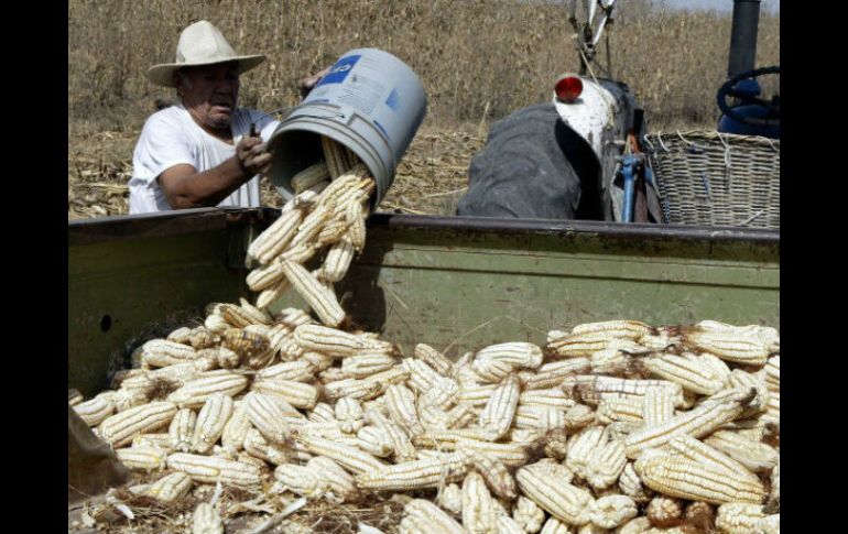 Agroindustriales mexicanos dice que el campo nacional debe abrirse ante el maíz transgénico. ARCHIVO  /