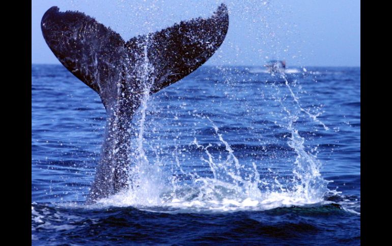 El 90 por ciento de la población de ballenas jorobadas se concentra en los archipiélagos brasileños. ARCHIVO  /