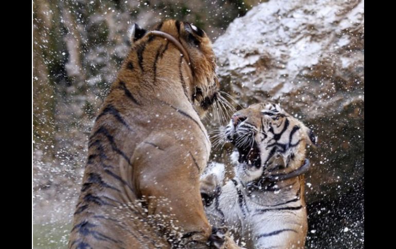 Cinco machos y una hembra tigre fueron rescatados por autoridades tailandesas. ARCHIVO  /