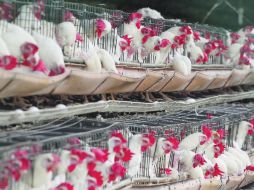 Estimaciones.- La cifra de aves muertas todavía puede crecer según los productores avícolas.  /
