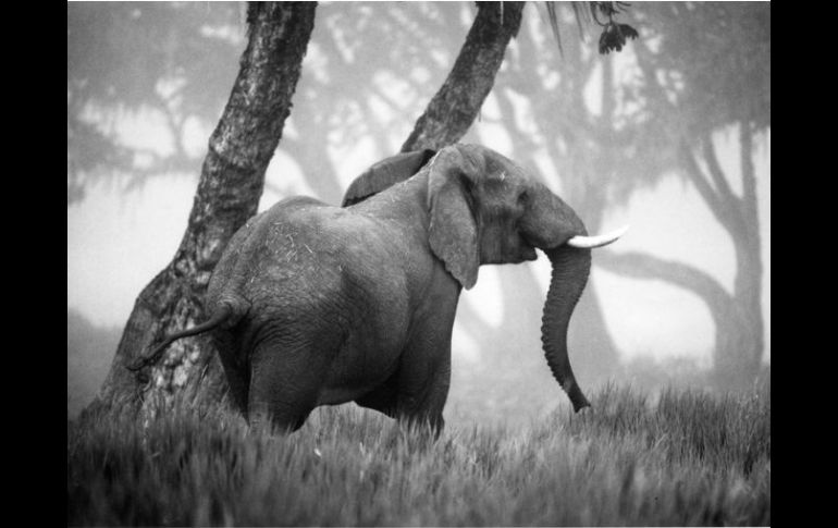 En África se ha perdido el 80% de la población de elefantes, y a pesar de las regulaciones no se han podido recuperar. ARCHIVO  /