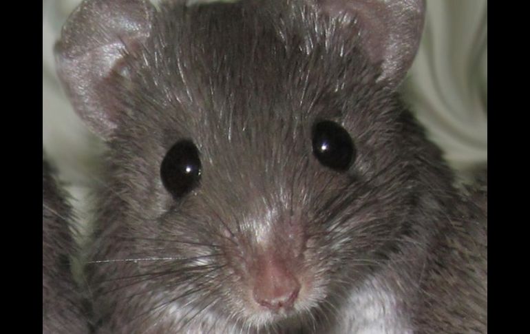 Este curioso ratón abre nuevas perspectivas en la medicina. EFE  /