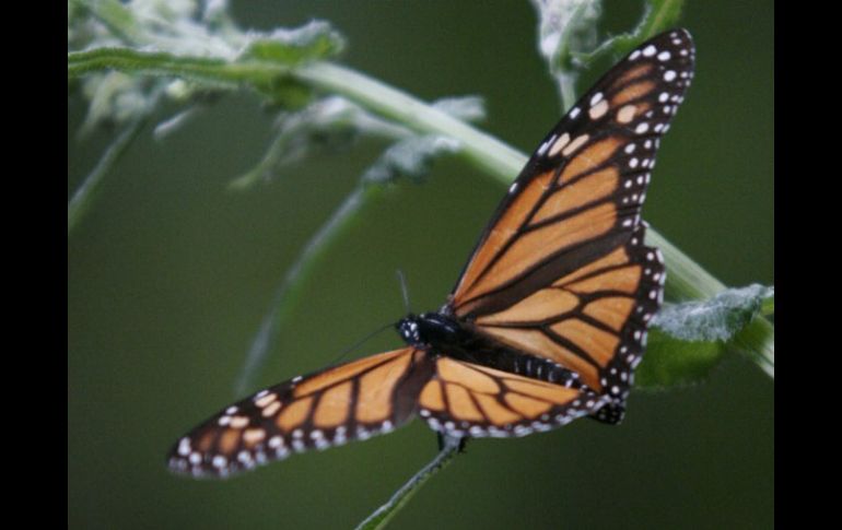 La reserva ecológica de la mariposa Monarca se encuentra en las montañas del estado de Michoacán. ARCHIVO  /