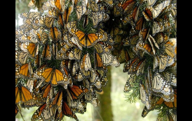 La mariposa monarca, que se desplaza de los bosques estadounidenses a bosques mexicanos, cumple una labor polinizadora. ARCHIVO  /