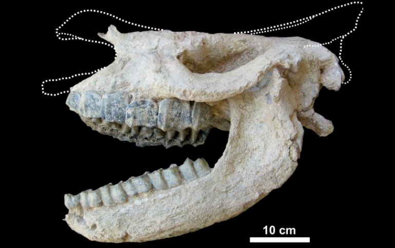 Los paleontólogos analizaron el estado de los huesos y los dientes para reconstruir las circunstancias. EFE  /