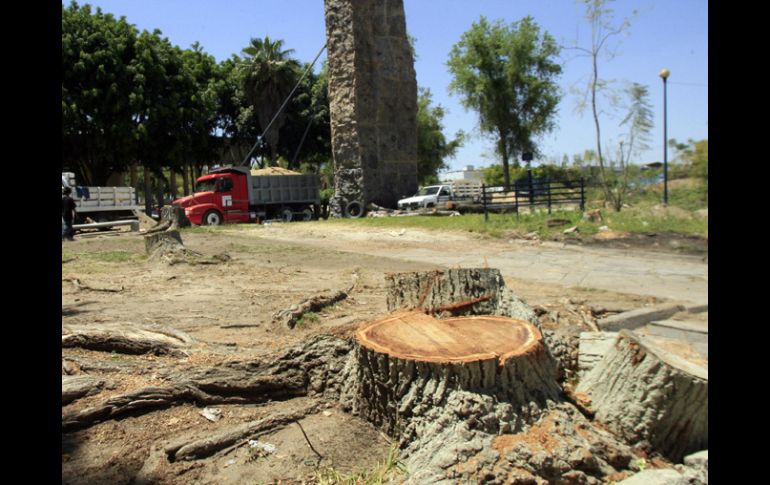 En la avenida Lázaro Cárdenas fueron talados clandestinamente cerca de 150 árboles. ARCHIVO /