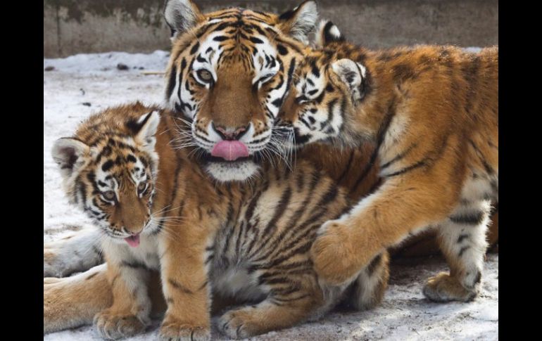El objetivo de los nepaleses es duplicar su población de tigres en una década. ARCHIVO /