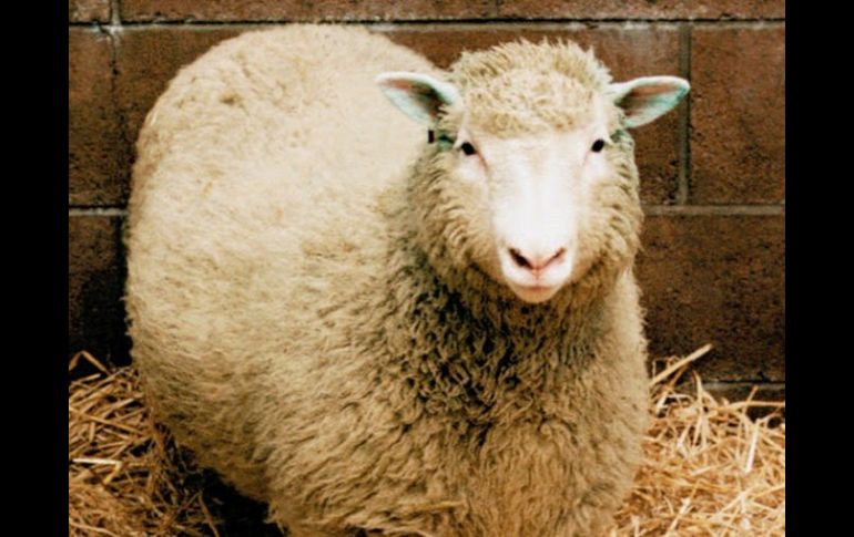 El año 2003 es sacrificada la oveja ''Dolly''. ARCHIVO /
