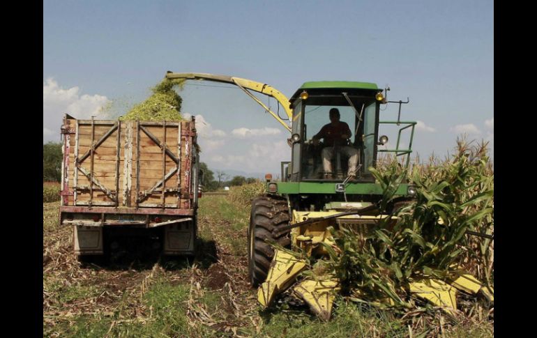 Destacan que los problemas de la comercialización del maíz debe corregirse en el campo mexicano. ARCHIVO /