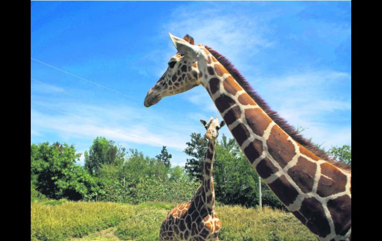 ''Giraffa camelopardalis'', nombre científico de la jirafa, uno de los animales a los que está permitido alimentar en las visitas. EL INFORMADOR /