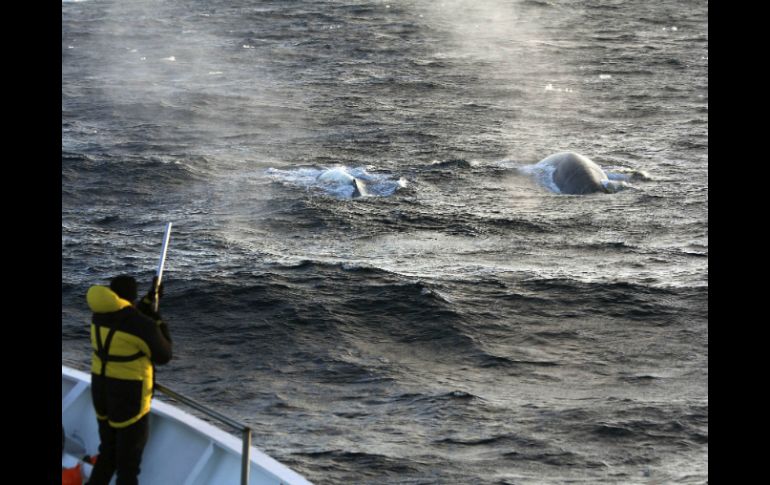 Un científico tomando muestras para biopsias de ballena azul, a bordo del barco Amaltal Explorer. EFE /