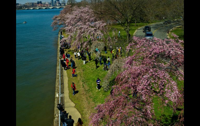 Miles de cerezos en flor bordean el Tidal Bassin, en el corazón de Washington. AFP /