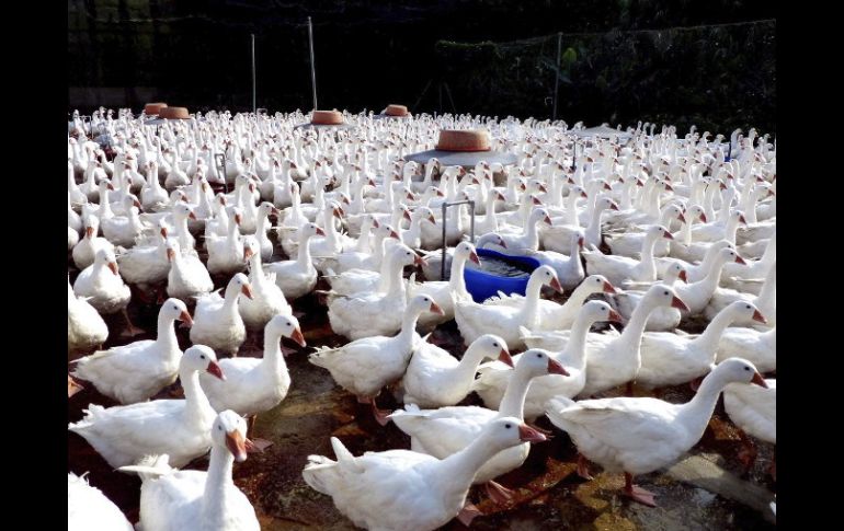 La OMS cree que el virus de gripe aviar (H7N9) se transmite más fácilmente de las aves a los seres humanos que el H5N1. EFE /